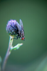 macro of a fly