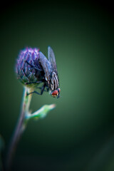 fly close-up