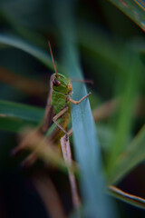 grasshopper in the grass
