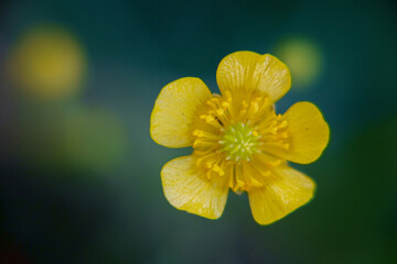 close up of yellow flower