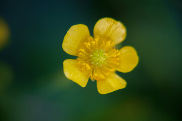 close up of yellow flower