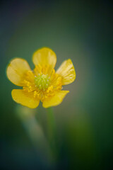 yellow flower on green background