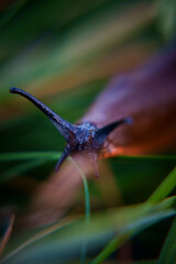 slug in grass