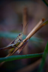 grasshopper in grass