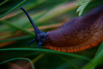 slug in grass