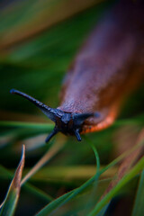 slug in grass