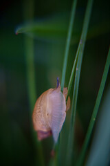 snail in a grass