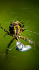 Spider on a web and its victims