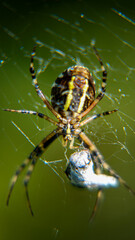 Spider on a web and its victims