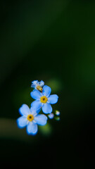 forget me not flowers