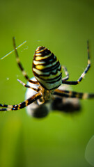 spider on a web and its victims