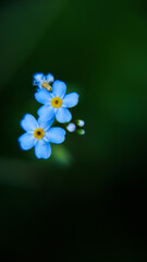 forget-me-not