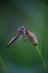 insect sitting on a plant