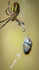 spider on a web and its victim