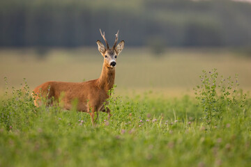 Roebuck - buck (Capreolus capreolus) Roe deer - goat

