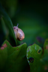 snail on a leaf