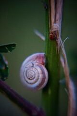 Snail