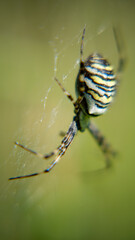 spider on a web