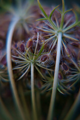 close up of a flower