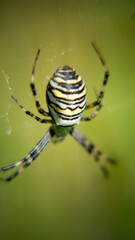 spider on the web