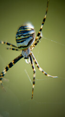 spider on the web