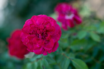 Macro detail of natural red rose flower petals. (focus adjustments are intentional and personalized)