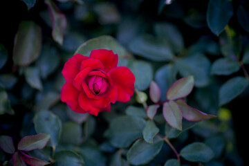 Macro detail of natural red rose flower petals. (focus adjustments are intentional and personalized)