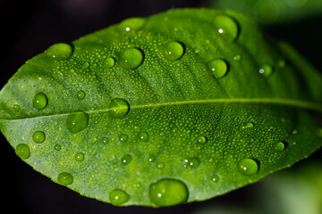 Water drops on leaf. Green leaf with water drops