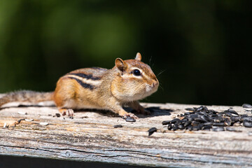 A hamster eats seeds