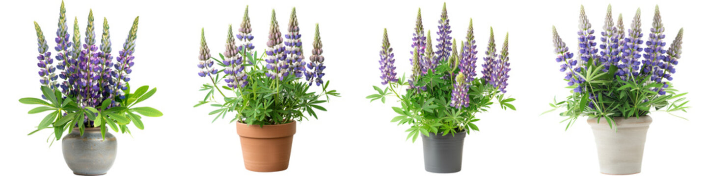 Beautiful purple lupine flowers in terracotta pots against a plain white background  The lupinus plants create a striking natural floral display with their lush greenery and vibrant purple blooms