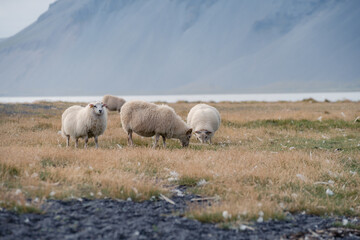 Fototapeta premium Beautiful Icelandic landscape with typical Icelandic sheep near Vestrahorn Stokksnes Islands
