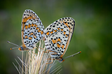 Butterfly macro detail. Double butterfly macro on flower