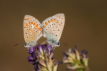Butterfly macro detail. Double butterfly macro on flower