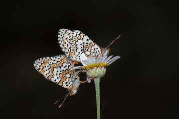 Butterfly macro detail. Double butterfly macro on flower