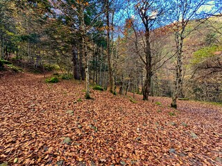 Bosque de otoño