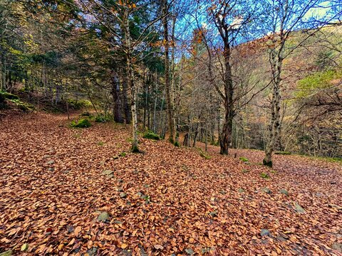 Bosque de oto&ntilde;o