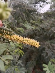 prosopis juliflora flower or flower of the Mesquite.Mesquite flower pattern background 