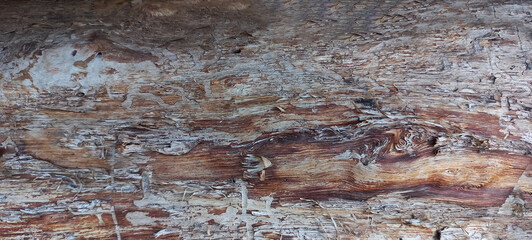 Natural Texture of Aged Tree Bark