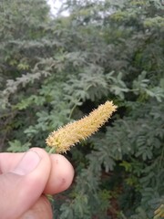 prosopis juliflora flower or flower of the Mesquite.Mesquite flower pattern background 