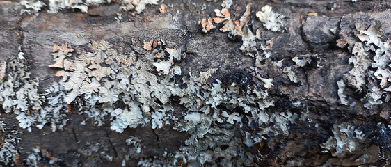 Rough Bark Surface with Organic Cracks and Moss