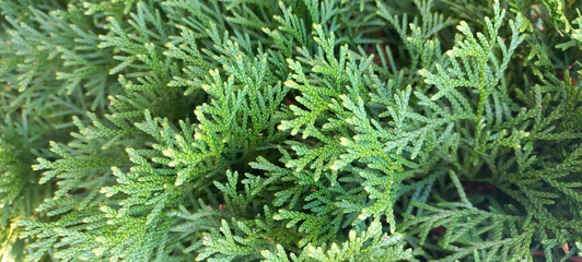 Detailed Macro of Green Thuja Smaragd Foliage for Background