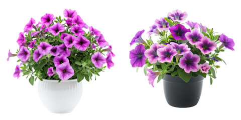 Vibrant purple and violet flowers in pots or vases creating a beautiful natural and decorative display for indoor spaces or springtime garden arrangements  Floral bouquet with blooming petals