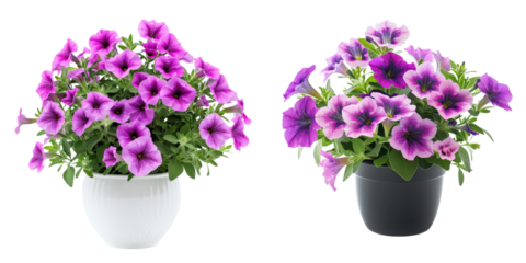 Vibrant purple and violet flowers in pots or vases creating a beautiful natural and decorative display for indoor spaces or springtime garden arrangements  Floral bouquet with blooming petals