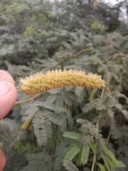 prosopis juliflora flower or flower of the Mesquite.Mesquite flower pattern background 