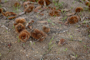 Spiky chestnut burrs lie scattered on the ground, freshly fallen from trees, surrounded by earthy soil and autumn leaves, symbolizing the natural cycle of seasonal harvest.