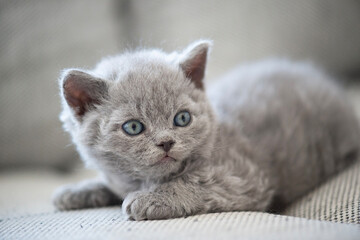 Selkirk Rex Kätzchen auf dem Sofa