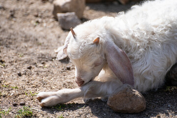 Naklejka premium Sacrifice. Animal to be sacrificed on Islamic holidays. Goat, Sheep, Lamb.