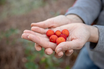 Hands carefully hold freshly picked strawberry tree (Arbutus unedo) fruits in various stages of ripeness, with vibrant red and orange berries. Close up