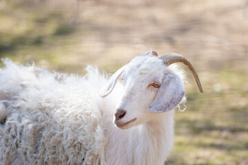Sacrifice. Animal to be sacrificed on Islamic holidays. Goat, Sheep, Lamb.