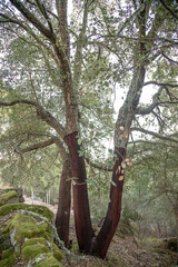 Natural landscape of cork oaks with cork in the region of 